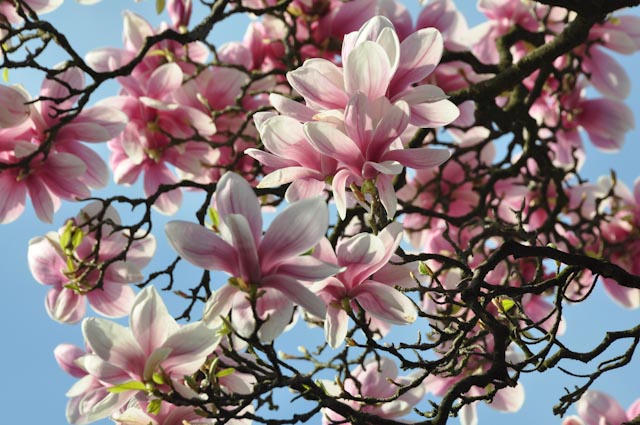 Magnolienblüte (Foto: Hardo Bruhns)